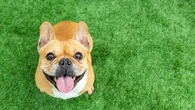 Ces infos étonnantes à connaître avant d'adopter un Bouledogue français