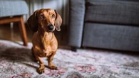 Vous devrez surveiller le poids de votre animal de compagnie si vous choisissez cette race de chien