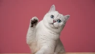 Ces infos surprenantes à connaître avant d'adopter un British Shorthair