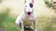 Un chien très affectueux au caractère têtu : ce que vous devez savoir avant d'envisager d'accueillir un Bull Terrier à la maison