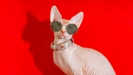 Ce chat sans poils adore les câlins de son maître : ces informations indispensables à connaître avant d'accueillir dans votre foyer un Sphynx
