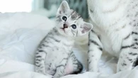 Ces infos étonnantes à connaître avant d'adopter un chat Mau égyptien