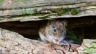 Hantavirus : 150 rongeurs capturés à Ushuaïa, des analyses attendues