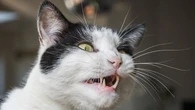 Pourquoi mon chat reste la gueule ouverte ?