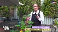 Pierre le cultivateur : Des nouvelles du potager Bonjour !