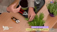 Pierre le cultivateur : comment multiplier vos plantes