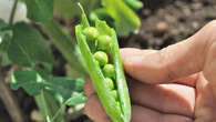 Jardinage : ce légume inratable que vous pouvez déjà faire pousser sur votre balcon