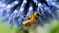 Ce mauvais réflexe à oublier lorsque l'on se fait piquer par une abeille