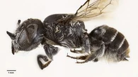 Une nouvelle espèce d'abeille à cornes baptisée "Lucifer" découverte en Australie