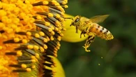 Aurillac : des abeilles attaquent des passants, 3 personnes dans un état grave