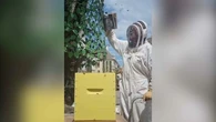 Après Nice, un essaim de milliers d'abeilles fait le buzz en centre-ville de Dijon