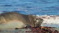 REPORTAGE - Malouines : la fabuleuse île des Lions de mer, perdue dans l'Atlantique