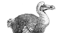 Des scientifiques proches de "ressusciter" le Dodo, ce légendaire animal mauricien