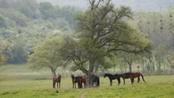 Des "sévices graves" : des chevaux mutilés dans plusieurs communes de Normandie