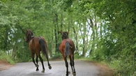 Le propriétaire d’un animal en fuite est-il responsable d’un éventuel accident ?