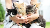 Qu’est-ce que le syndrome de Noé qui pousse à accumuler les animaux de compagnie ?