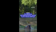 Zambie : à la rencontre des hippopotames, l'animal le plus redouté d'Afrique