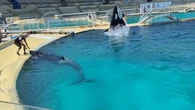 Marineland : la solidité des bassins des orques "ne peut plus être garantie"