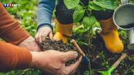 Et si vous agissiez pour l'environnement en plantant un arbre pour favoriser le retour de la biodiversité ?