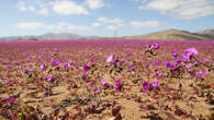 Au Chili, la pluie fait pousser des fleurs violettes dans le désert d'Atacama