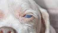 Cataracte chez le chien : comment réagir face à cette affection oculaire très courante
