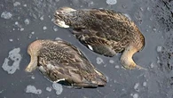 Botulisme aviaire : quelle est cette maladie à l'origine d'une hécatombe d'oiseaux en Loire-Atlantique ?