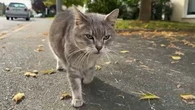 "Ils se reproduisent très vite" : des communes désarmées face à la prolifération des chats errants