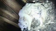 "Maison de l'horreur" à Chaux : le couple interdit de détenir des animaux à vie