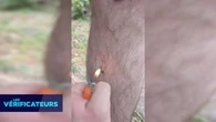 VÉRIF' - Enlever une tique avec la flamme d'un briquet, est-ce une bonne idée ?