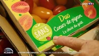 Culture des tomates : des insectes pour remplacer les pesticides