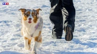 Pourquoi protéger mon chien du sel de déneigement ?