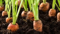 Limoges : les ronds-points transformés en… potagers