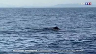 Rencontre impromptue : ils rencontrent des cachalots en allant pêcher