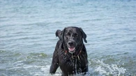 "Il se met à la verticale et il coule" : une vétérinaire alerte sur les risques pour votre chien lorsqu’il se baigne
