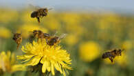 Les abeilles : un insecte indispensable à la vie sur Terre