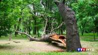 Changement climatique : la mortalité en hausse de 80% en dix dans les forêts françaises