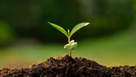 L'été est la saison idéale pour bouturer vos plantes : un cultivateur vous explique comment faire