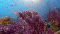 Les gorgones rouges, gigantesques bouquets colorés en Méditerranée, préoccupent les scientifiques