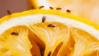 Votre maison est envahie par les moucherons ? Cette astuce naturelle et imparable va vous aider à régler le problème