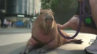 "Tu aimerais en avoir un à la maison ?" : le capybara, le nouvel animal de compagnie chouchou des Chinois