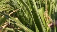 "Les pertes de rendement pourraient atteindre 30 à 50 %" : l'inquiétude d'un agriculteur pour sa production de maïs à cause des fortes chaleurs