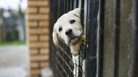 "Ils deviennent des outils d’emprise psychologique" : comment les animaux de compagnie peuvent être pris au piège des violences intrafamiliales