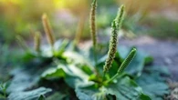 Cette "mauvaise herbe" vous aide à soulager les piqures d'insectes, les troubles digestifs et calme la toux