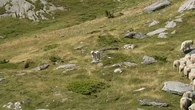 Patou, loup ou ours… Comment se comporter face aux animaux des massifs montagneux ?