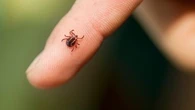 Maladie de Lyme : quels sont les symptômes et comment s'en prémunir ?