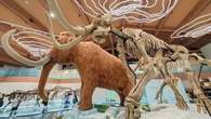 "Archiviste naturel" : de l'ADN de mammouth retrouvé dans des excréments congelés d'écureuil
