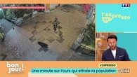 Écoles fermées, des centaines de milliers d’habitants confinés… Un ours crée la panique dans une ville japonaise
