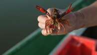 VIDÉO - Espèces invasives : petites bêtes, grande menace dans ce lac de Loire-Atlantique