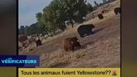 VÉRIF' - Ces animaux fuient-ils vraiment le parc de Yellowstone à cause d'une éruption imminente ?