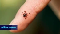 VÉRIF' - Des scientifiques vont-ils vraiment propager des tiques dont les morsures rendent végétarien ?